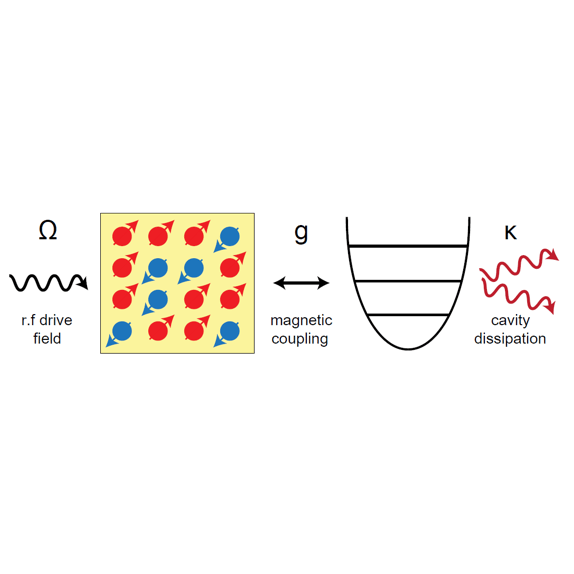 Quantum Dynamics of Cavity Interactions with Spin Ensembles