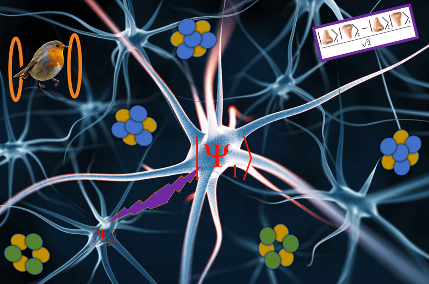 Qubits and Quantum Effects in Biology