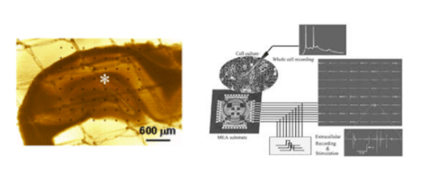 Searching for quantum effects in neuroscience