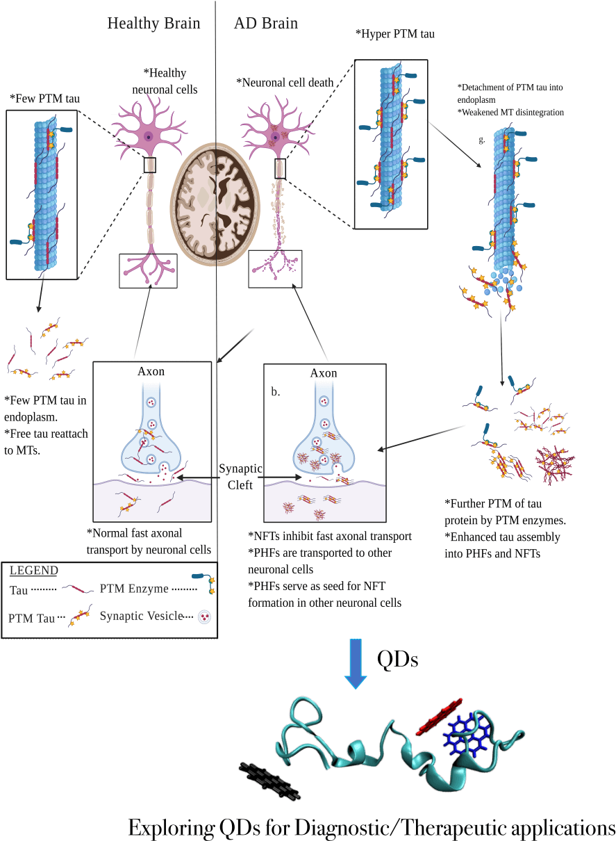 Identifying the Potential of Quantum Dots to Detect and Disrupt Tau Protein Aggregation in Alzheimer’s Disease